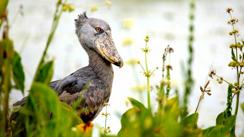 Shoebill Stork